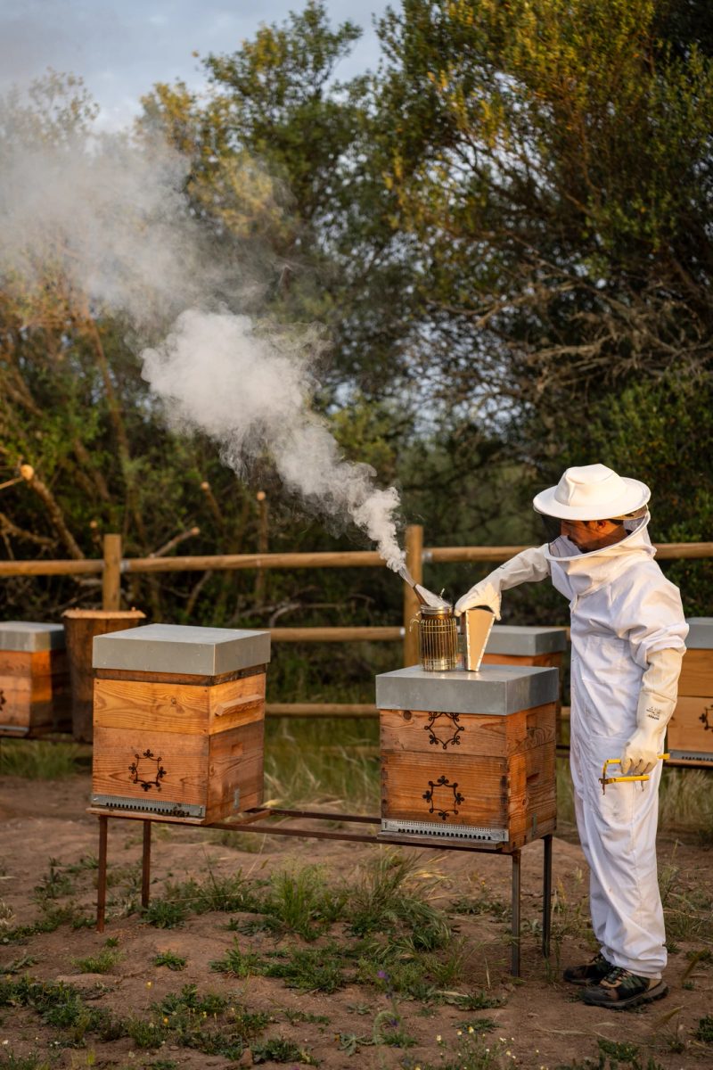 Estate beekeeping at São Lourenço do Barrocal, Alentejo
