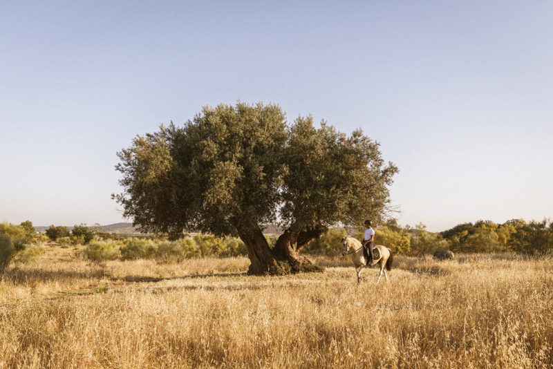 Estate stables and horse riding at São Lourenço do Barrocal, Alentejo